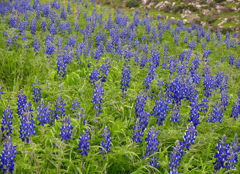 Lupinus pilosus (Zachi Evenor for Wiki)