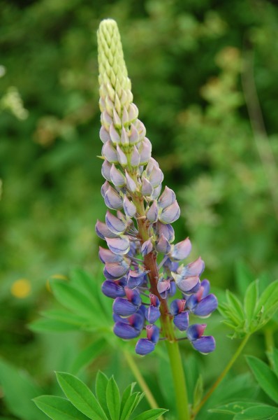 Lupinus polyphyllus (spike)