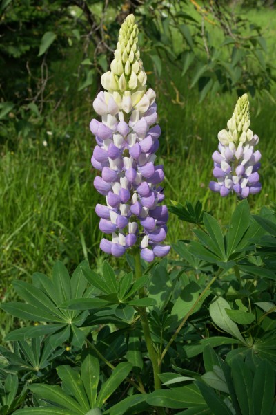 Lupinus polyphyllus FR 2012