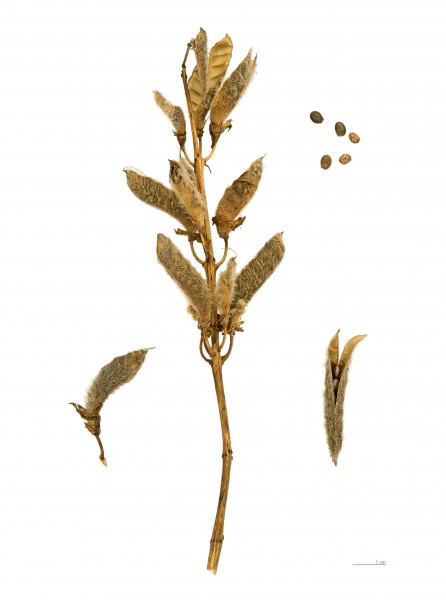 Lupinus polyphyllus MHNT.BOT.2004.0.463
