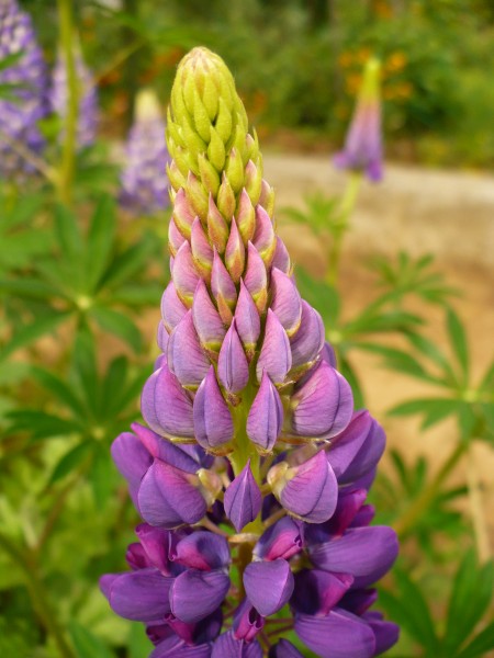 Lupinus polyphyllus syp2