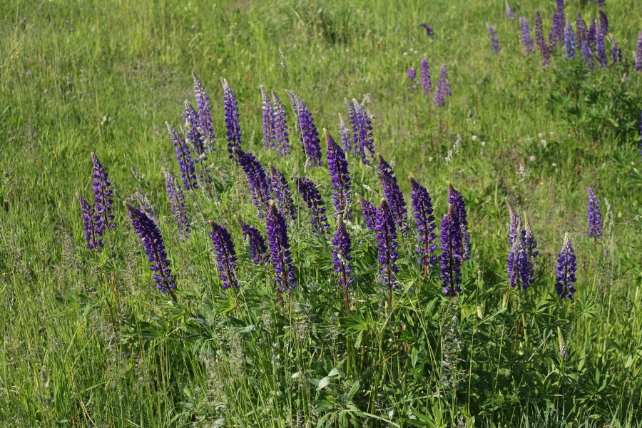 Lupinus polyphyllus UA 2011 G2