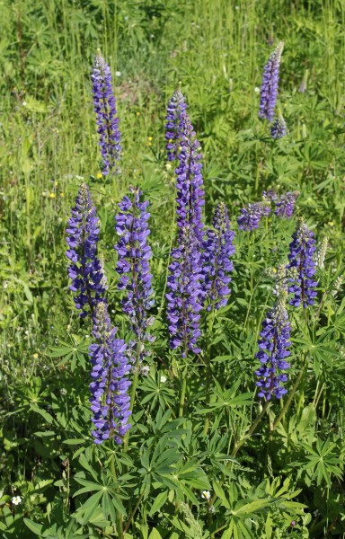 Lupinus polyphyllus UA 2011 G3