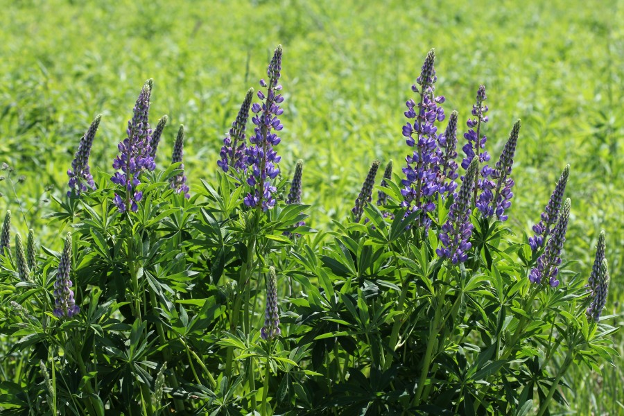 Lupinus polyphyllus UA 2013 G2