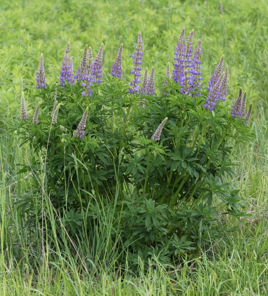 Lupinus polyphyllus UA 2013 G3