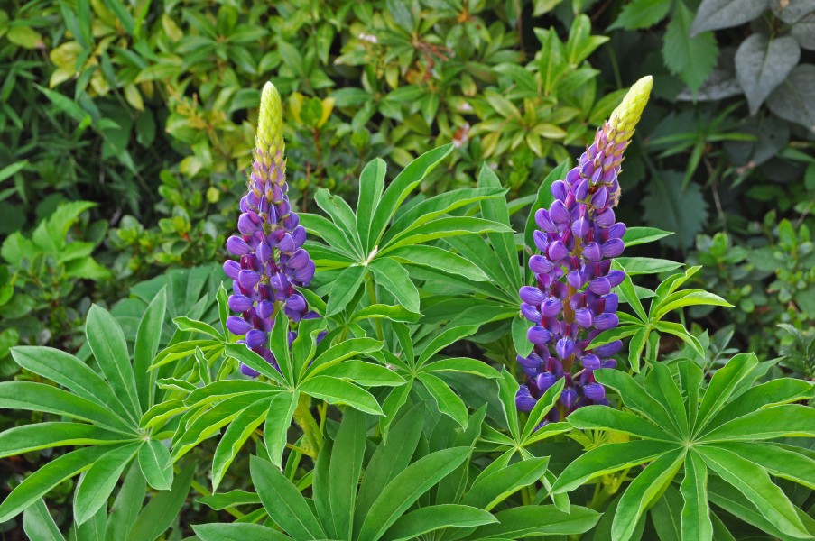 Lupinus R02