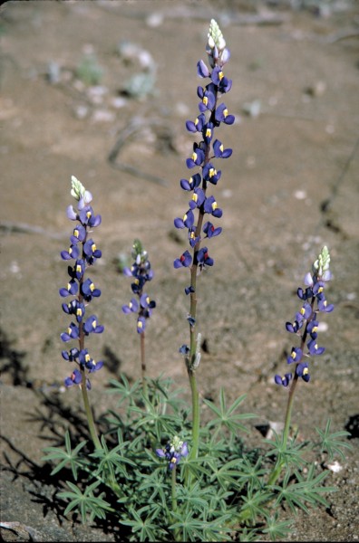 LupinusHavardii