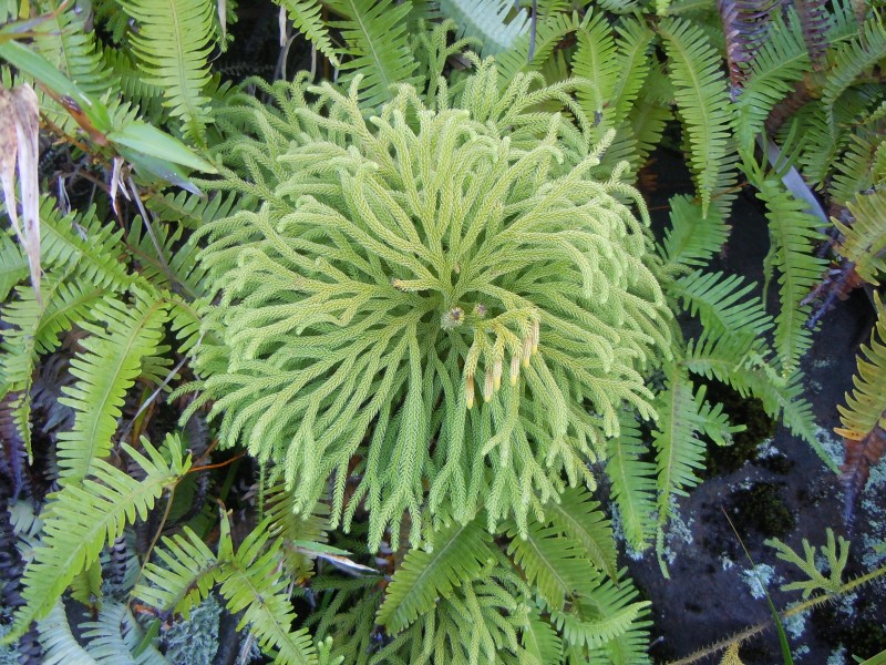 Lycopodiella cernua -La Soufrière-Guadeloupe