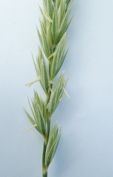 Lyme Grass flower details