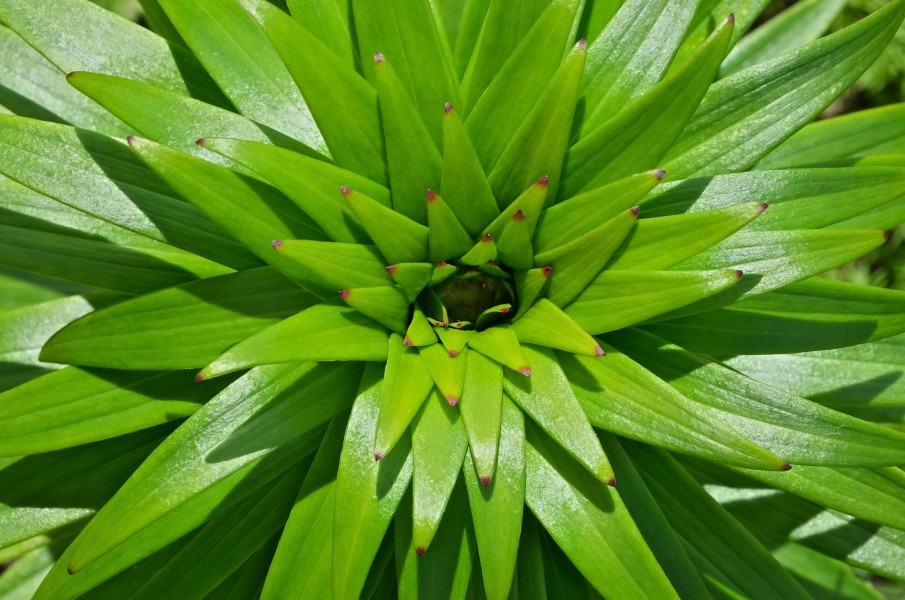 Lys pousse FR 2013