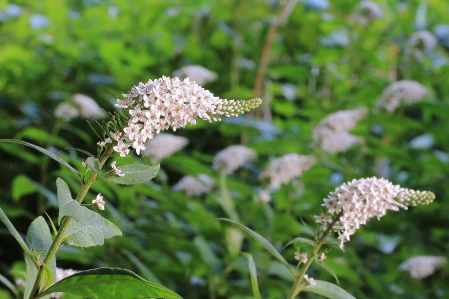 Lysimachia clethroides