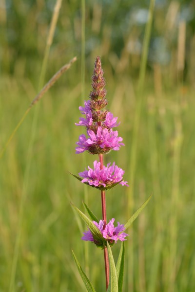 Lythrum salicaria - harilik kukesaba