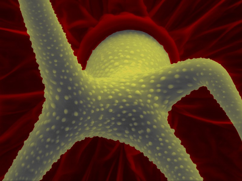 Müürlooga (Arabidopsis thaliana) lehekarv (trihhoom) 311 1005
