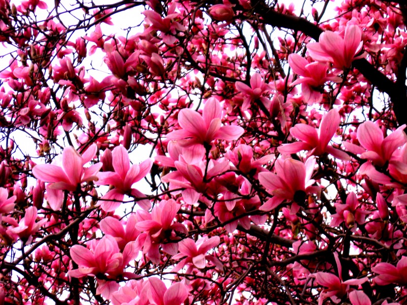 Magnolia(8)