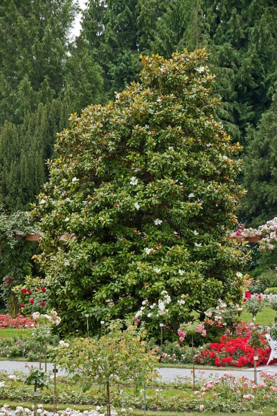 Magnolia grandiflora 001