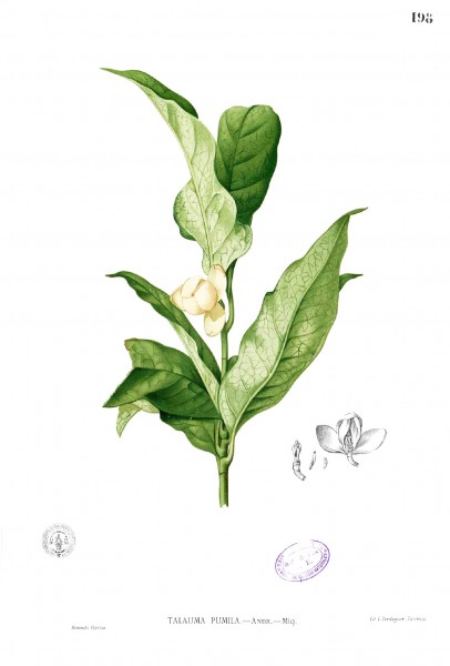 Magnolia liliifera Blanco1.198