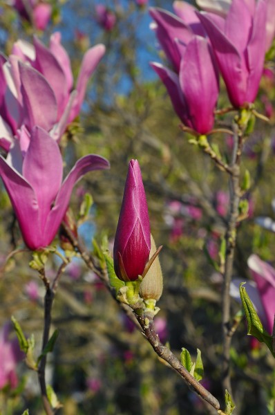Magnolia liliiflora 'Nigra' in Jardin des Plantes, Paris 02