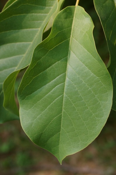 Magnolia sprengeri 'Diva' Leaf 2000px