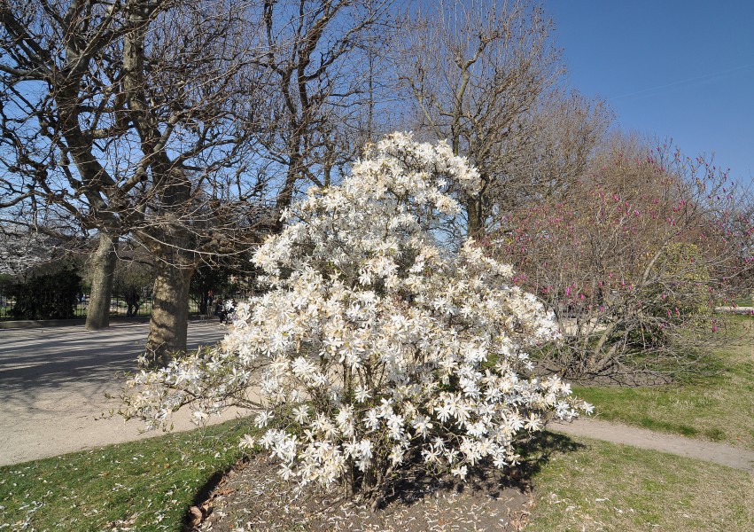 Magnolia stellata in the Jardin de Plantes de Paris 001