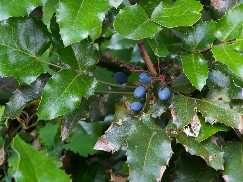 Mahonia