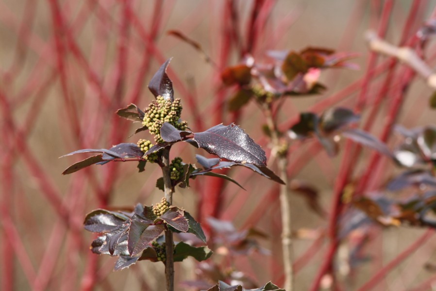 Mahonia, stacheliger Mäusedorn
