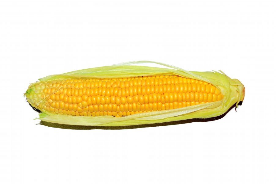 Maize - Corn