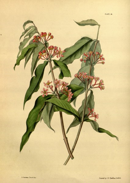 Malpighia glabra Paxton 041