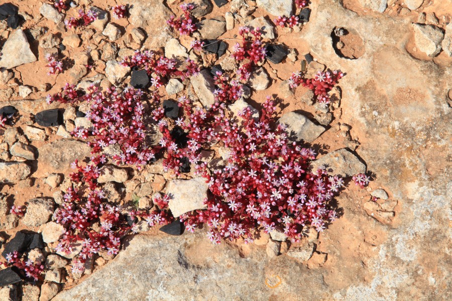 Malta - Naxxar - St. Mark's Tower peninsula - Sedum caeruleum 02 ies