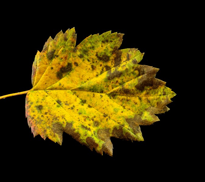 Malus Florentina leaf in autumn - Italienischer Zierapfel Blatt im Herbst - 01