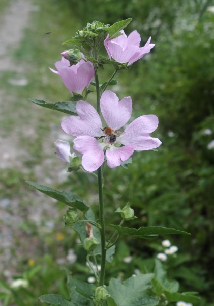 Malva in Caucasus