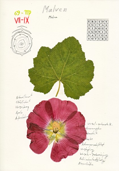 Malva nach fabris