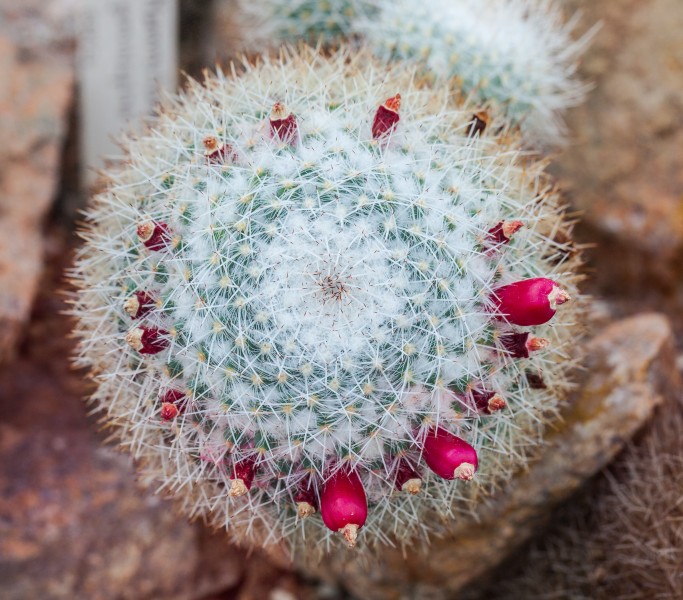 Mammillaria geminispina, Jardín Botánico de Múnich, Alemania, 2013-05-04, DD 01
