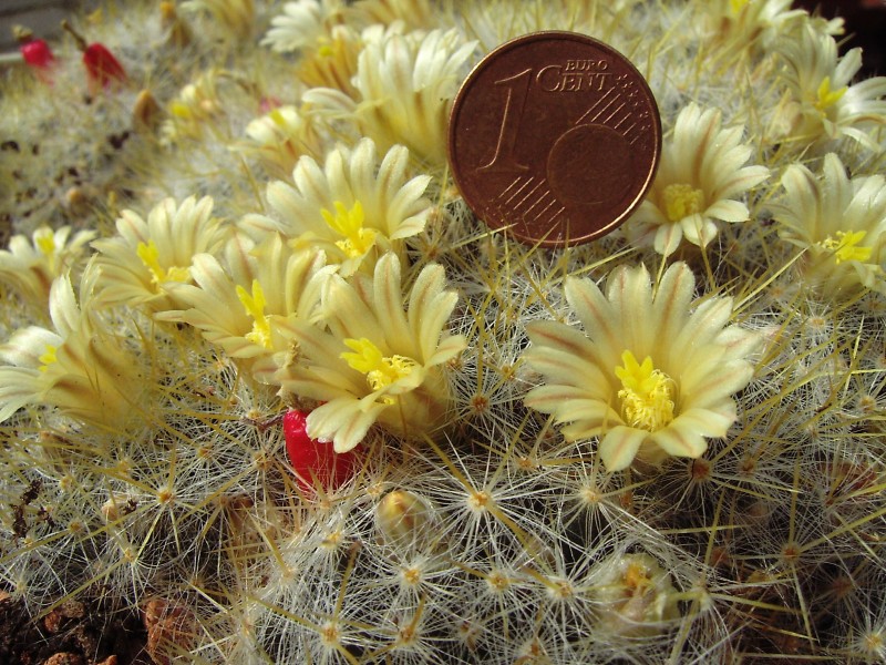 Mammillaria prolifera.with blossoms.2006-04-16.1.uellue
