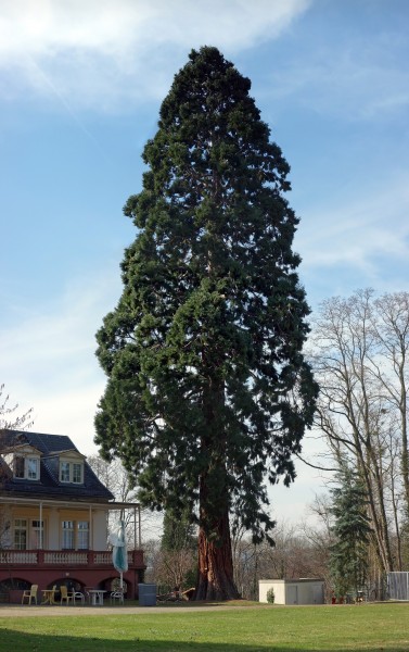 Mammutbaum Meerholz, 4