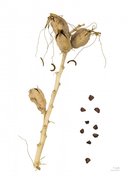 Manfreda maculosa MHNT.BOT.2011.3.96