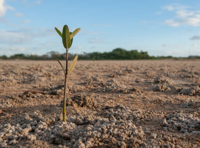 Mangrove young plant