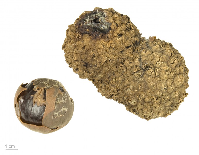 Manicaria saccifera MHNT.BOT.2009.16.2