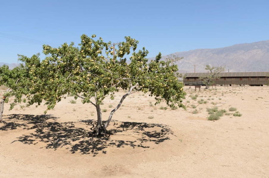 Manzanar September 2016 003