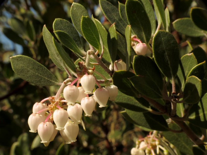 Manzanita - Flickr - treegrow