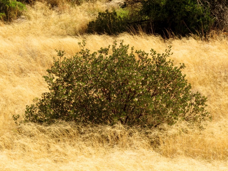 Manzanita - Flickr - treegrow (2)