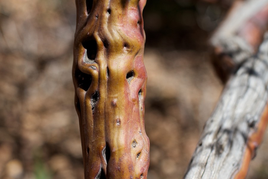 Manzy 113-2013-365 (8676599083)