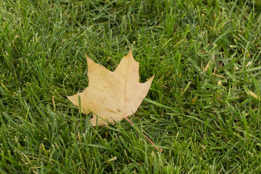 Maple leaf (back side)