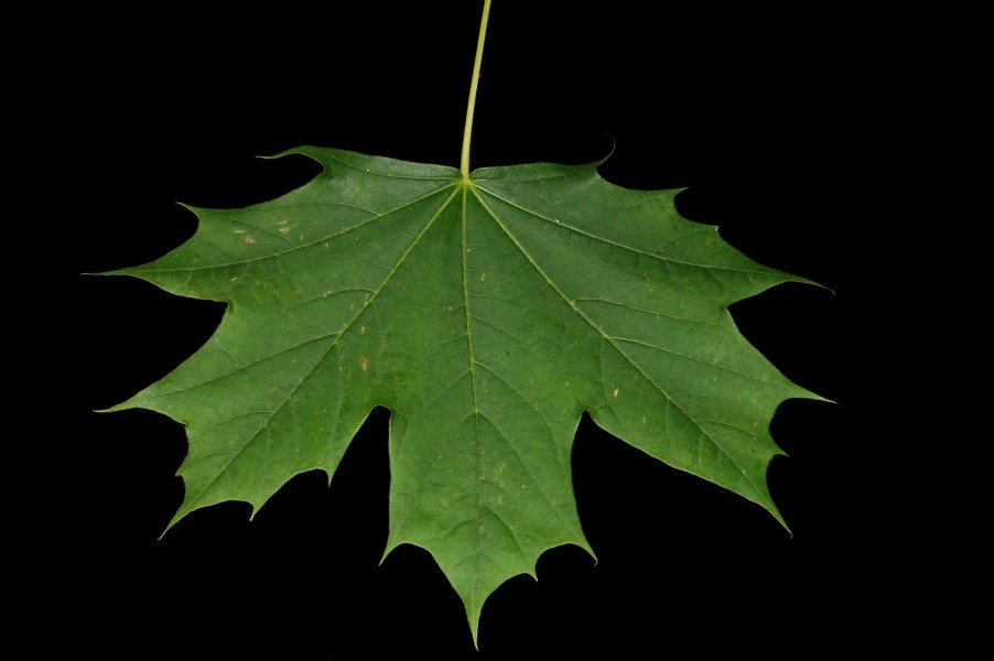Maple leaf Fcb981