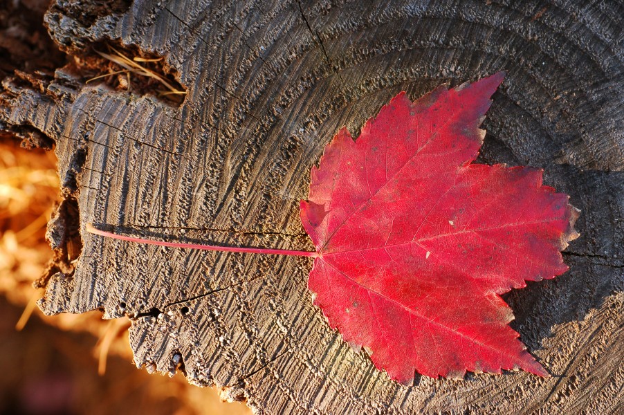Maple Leaf Red Stump 3008px