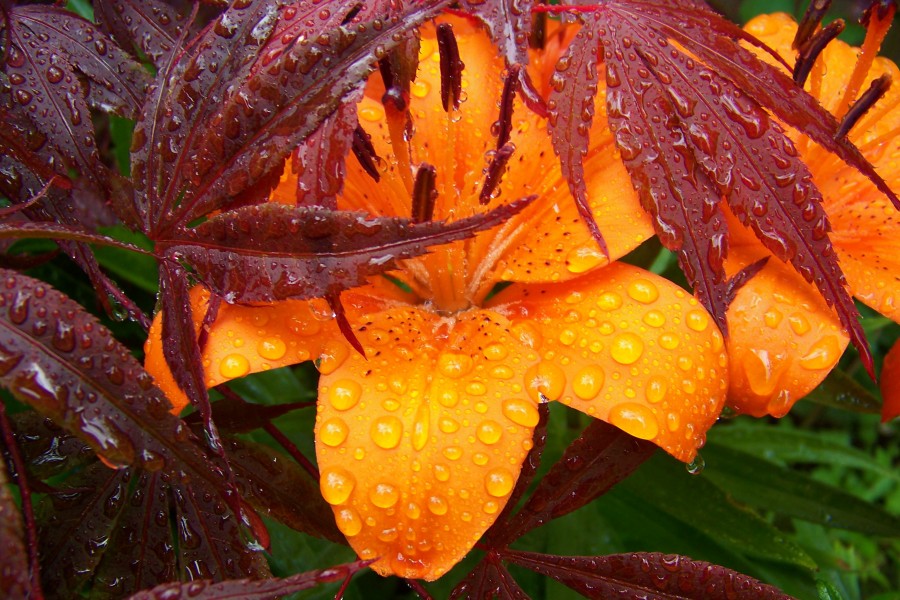 Maple Orange Flower Rain