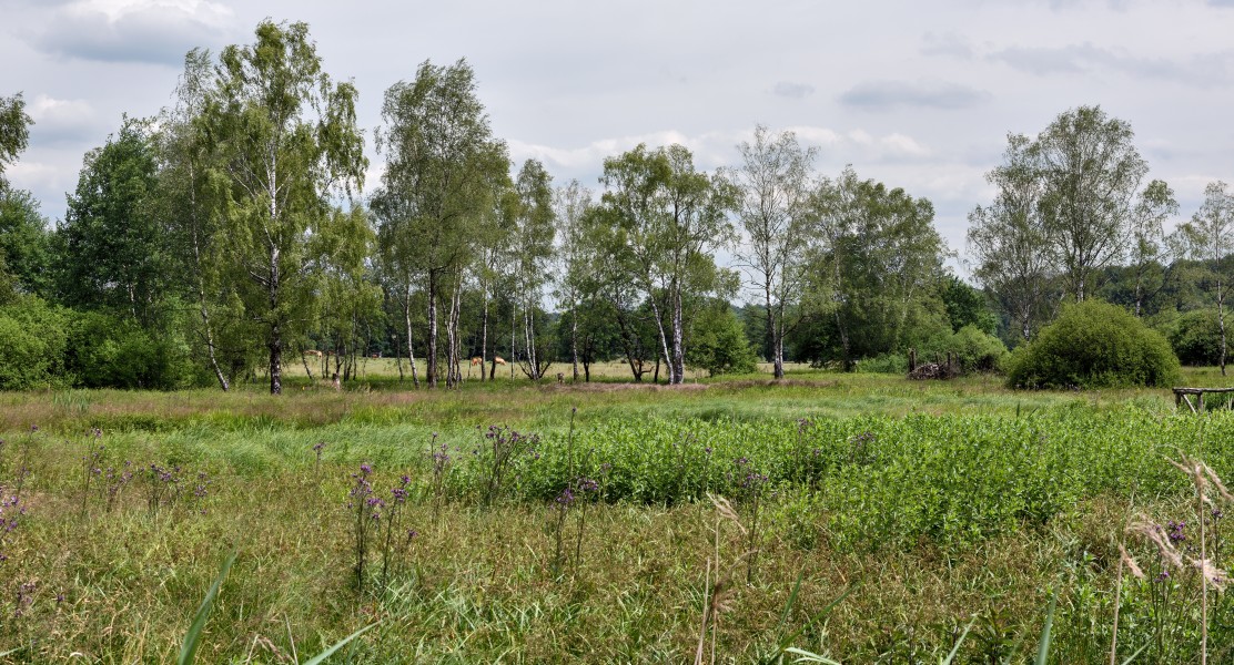 Marais de Grendel 2015-1