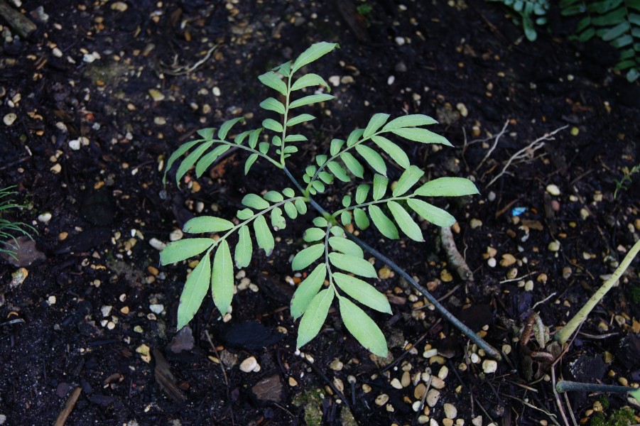 Marattia salicina JdP