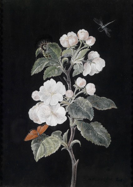 Margaretha Barbara Dietzsch Apfelblüten