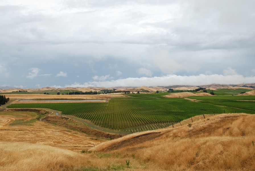 Marlborough Vineyards as seen from New Zealand State Highway 1 100121 1