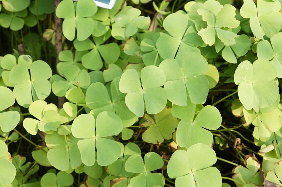 Marsilea minuta 9090